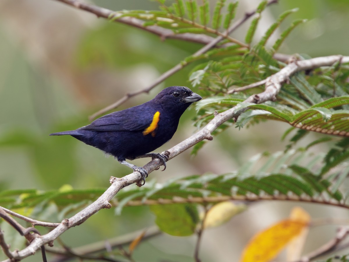 Golden-sided Euphonia - ML645211477