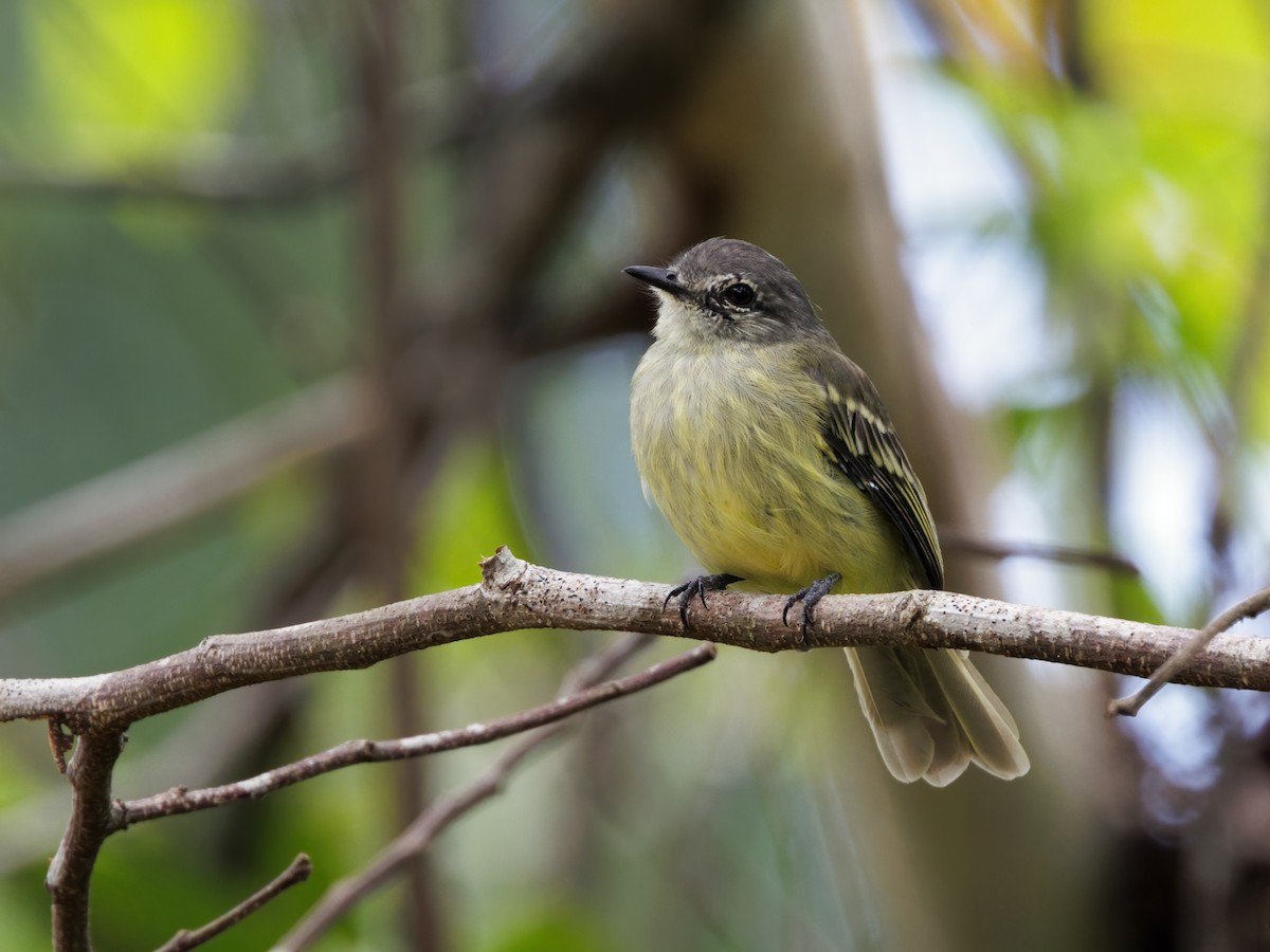 Forest Elaenia - ML645211479