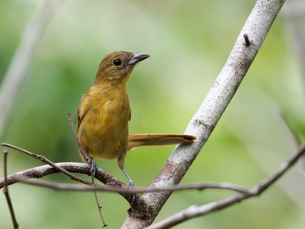 Flame-crested Tanager - ML645211483