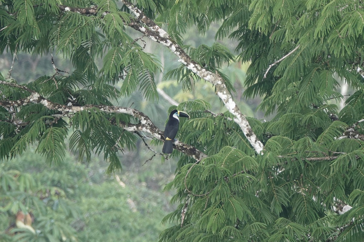 Channel-billed Toucan - ML645211485