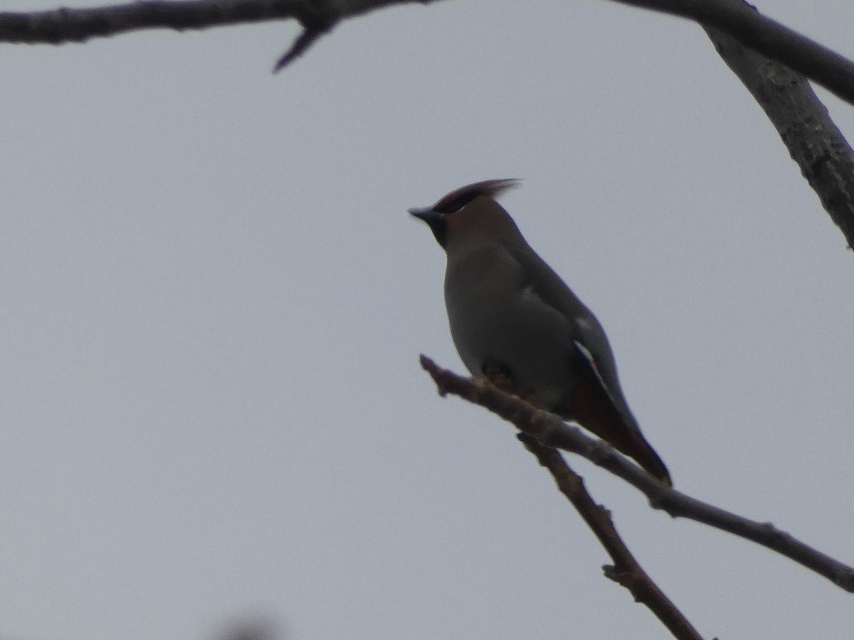 Bohemian Waxwing - ML645211486