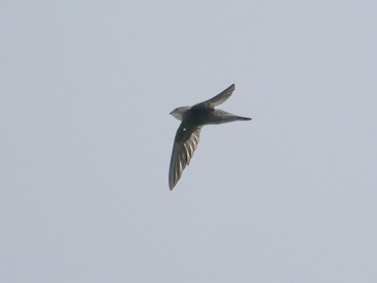 African Swift (African) - ML645211491