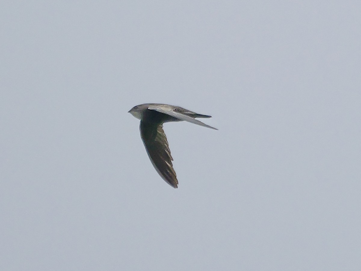 African Swift (African) - ML645211493