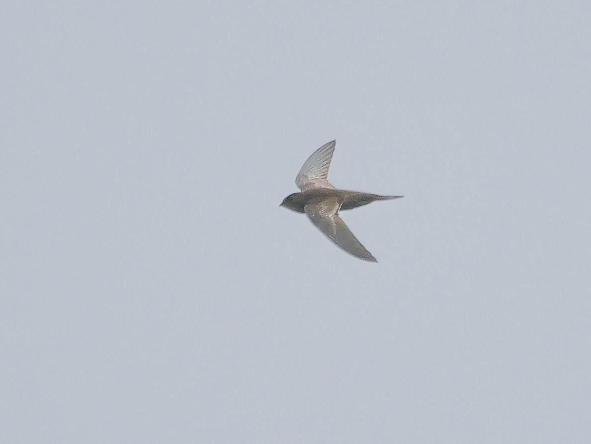 African Swift (African) - ML645211494
