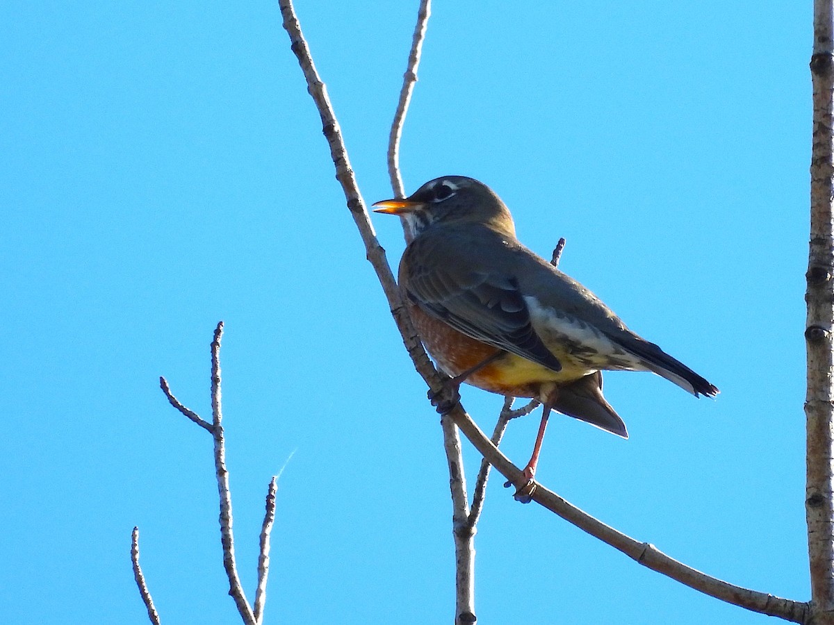 Странствующий дрозд - ML645211496