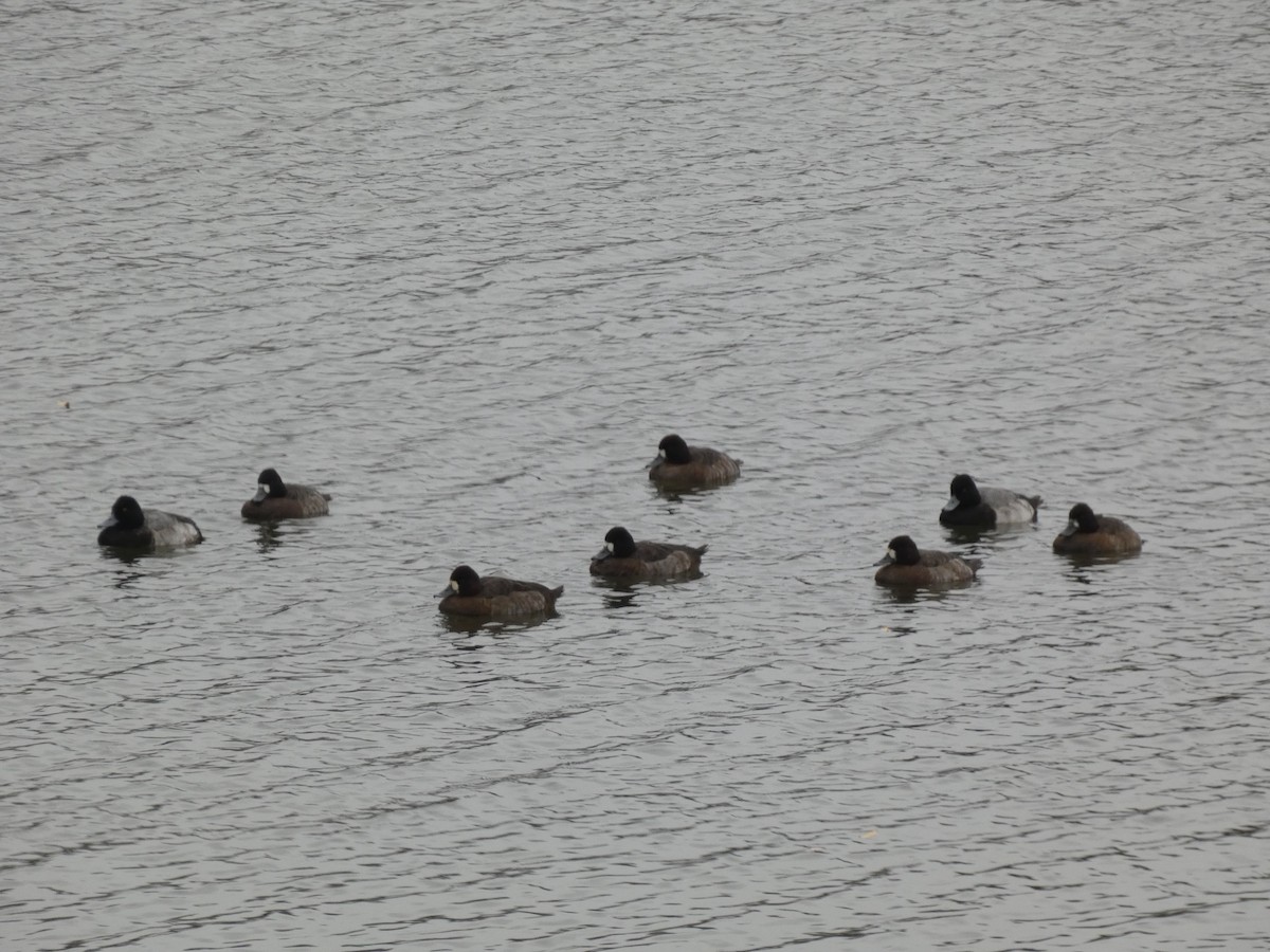 Lesser Scaup - ML645211497