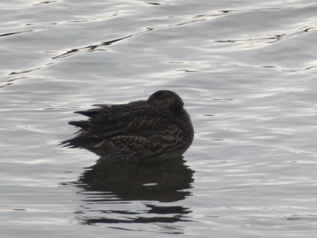 Green-winged Teal - ML645211501