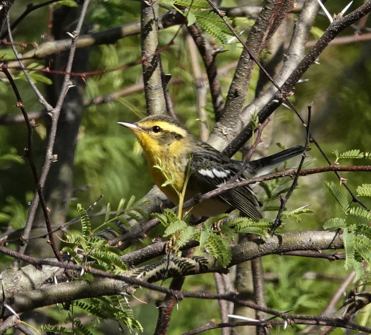 Blackburnian Warbler - ML645211503
