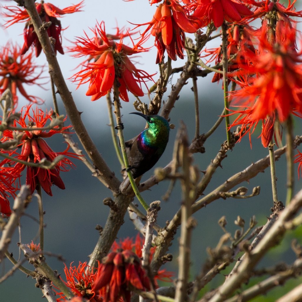 Marico Sunbird - Hickson Fergusson