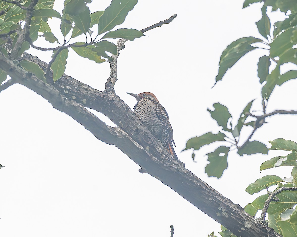 Guatemalan Flicker - ML645211517