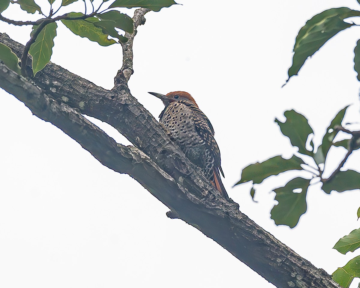 Guatemalan Flicker - ML645211518