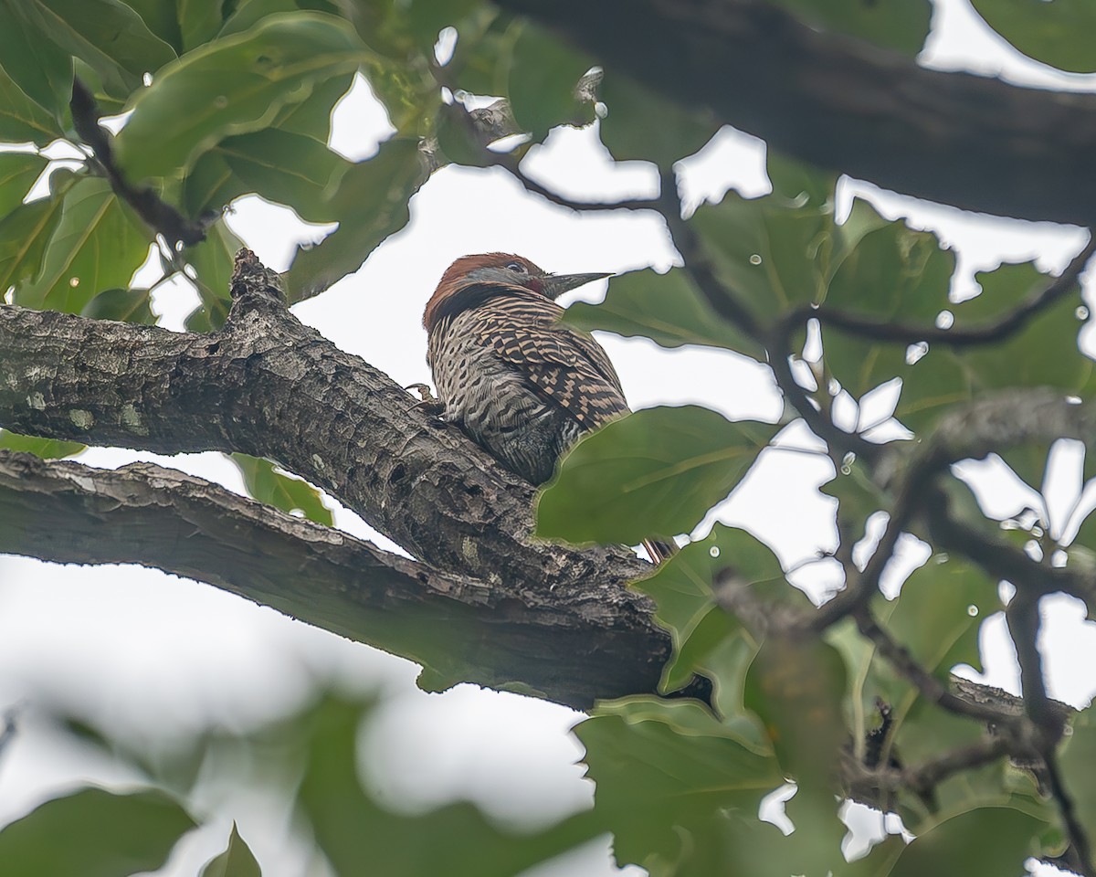 Guatemalan Flicker - ML645211519