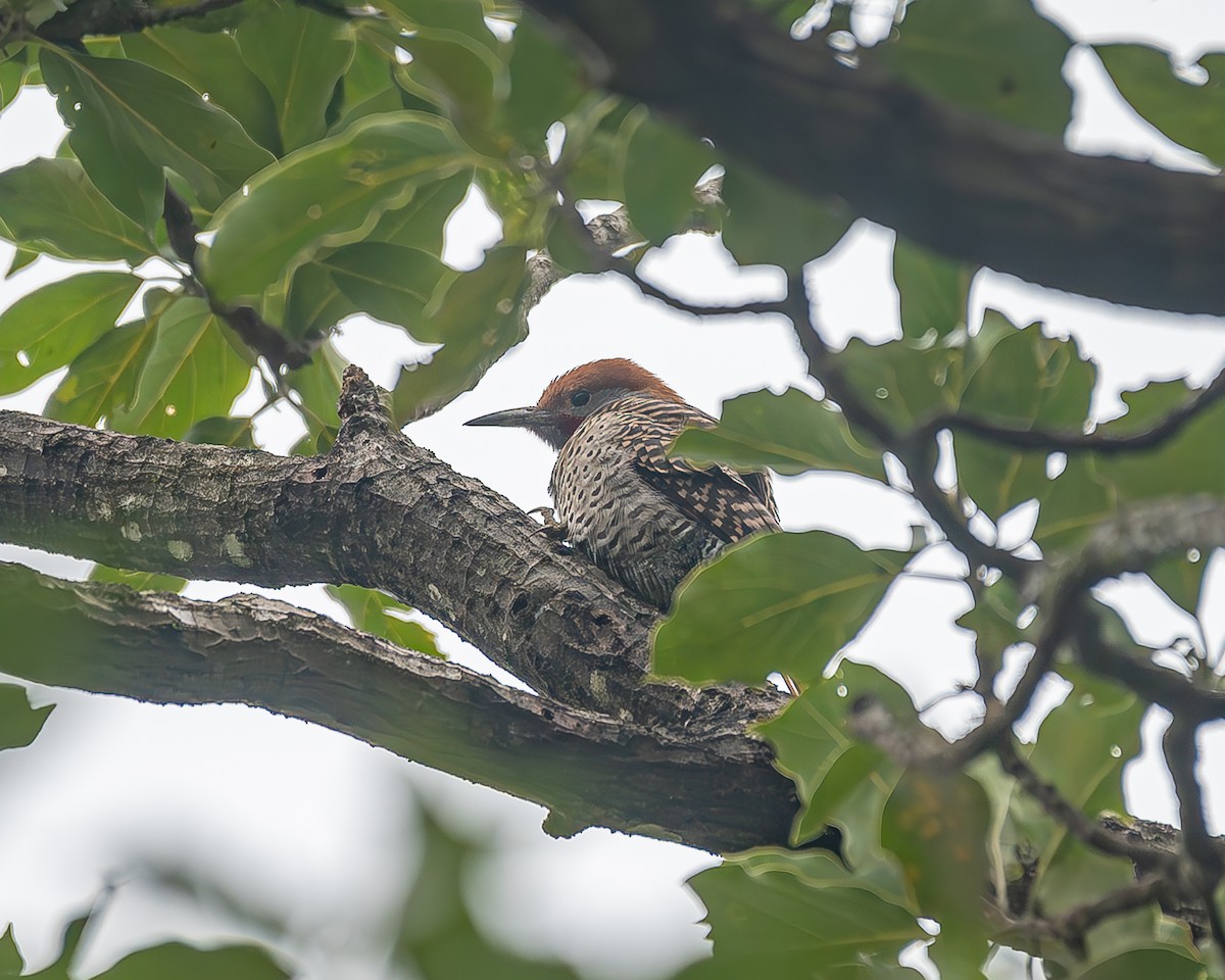 Guatemalan Flicker - ML645211520