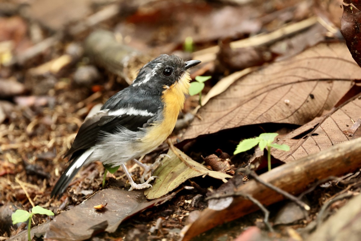 Spiegelschnäpper - ML645211521