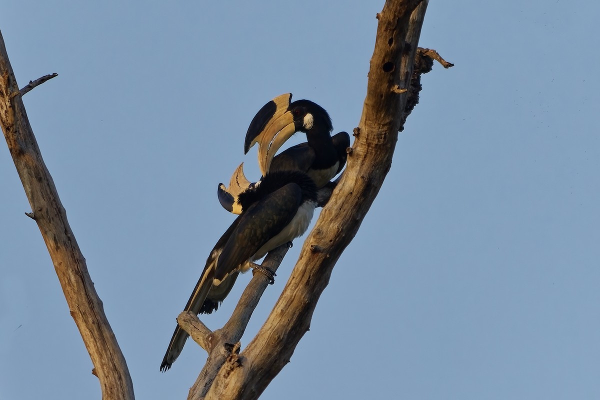 カササギサイチョウ - ML645211536