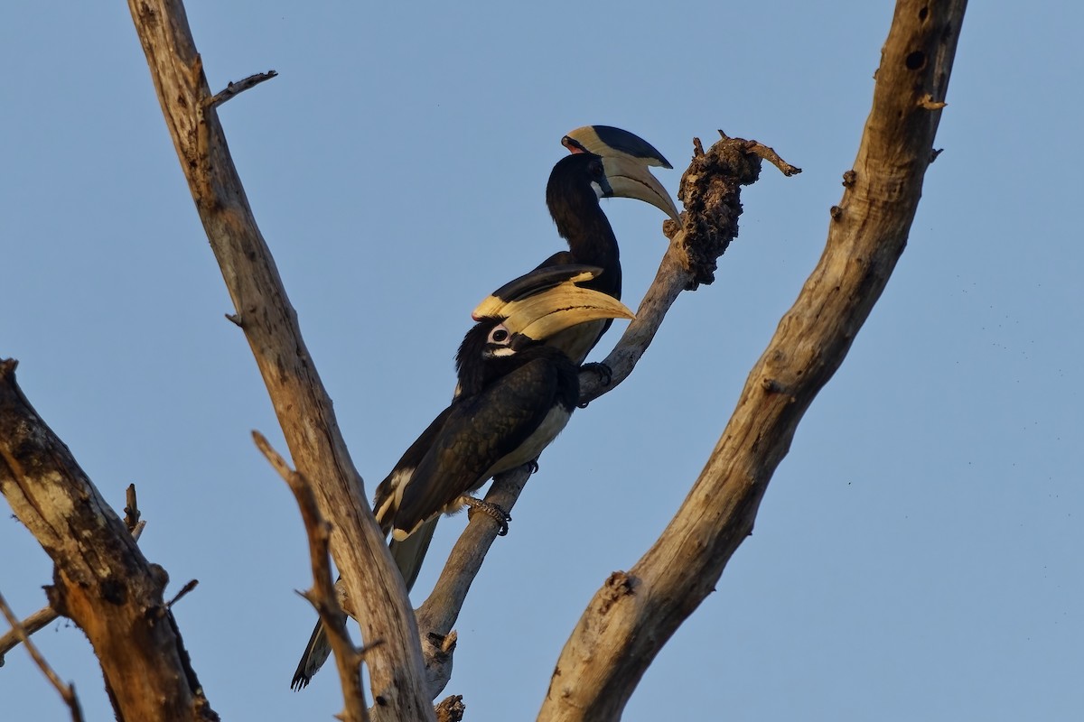 カササギサイチョウ - ML645211545