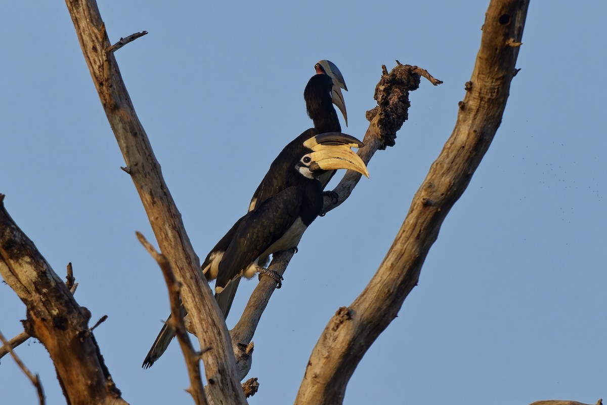 カササギサイチョウ - ML645211546