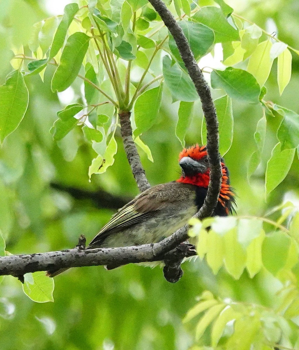 Black-collared Barbet - ML645211555