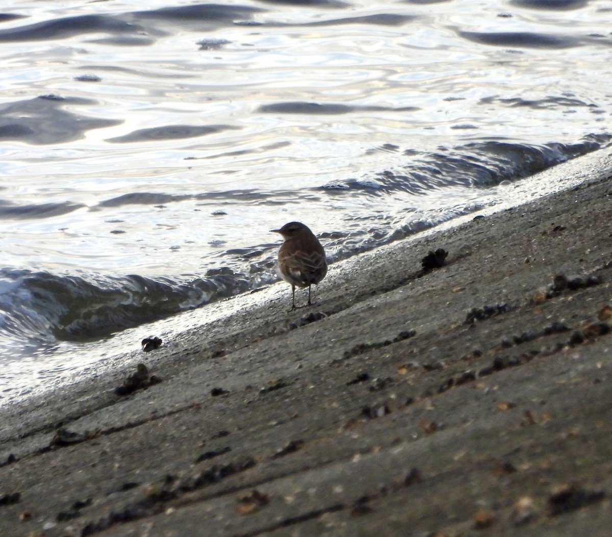 Water Pipit - ML645211556