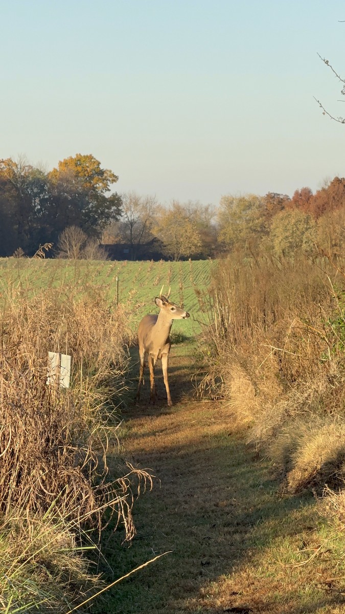 白尾鹿 - ML645211561