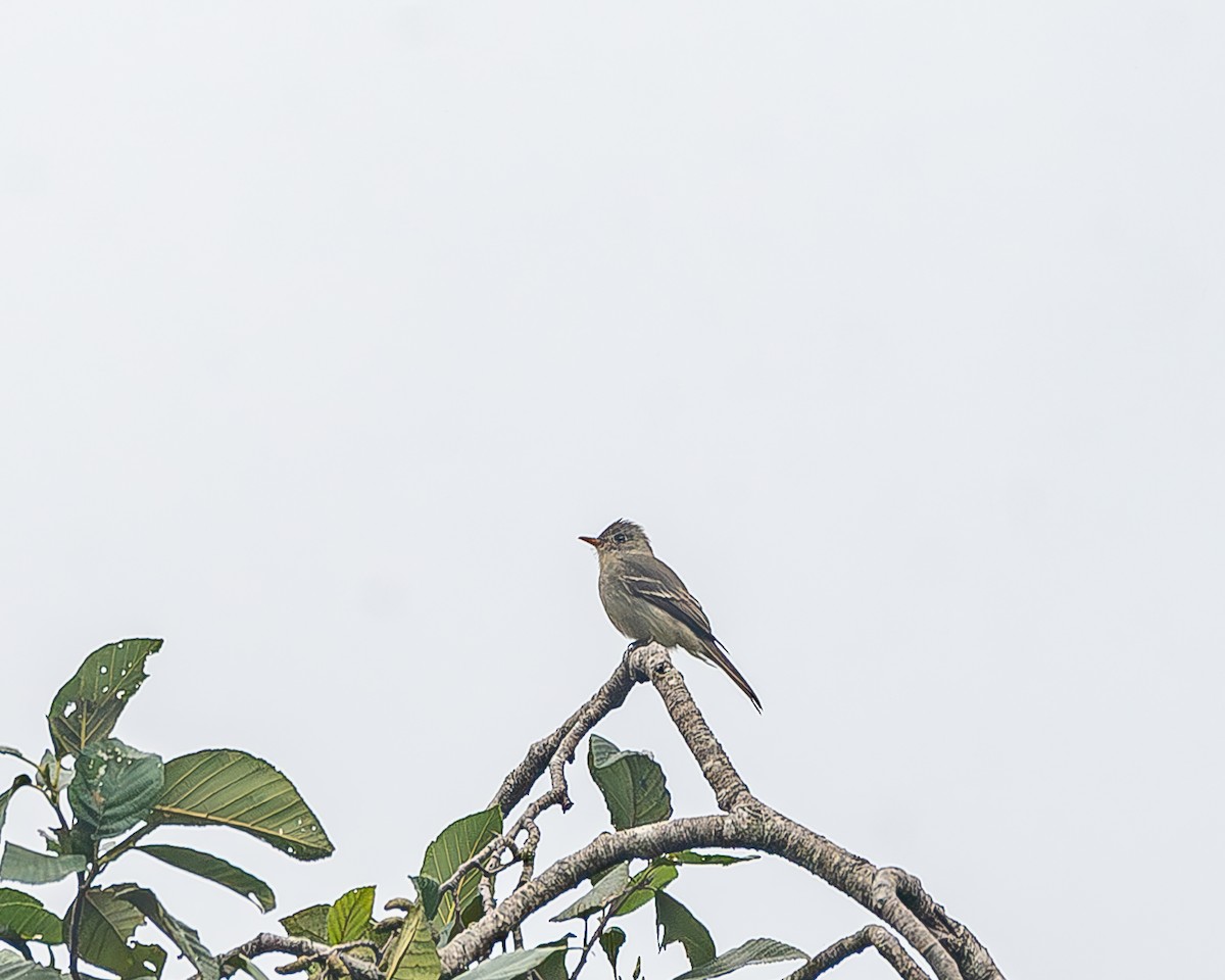 Greater Pewee - ML645211574