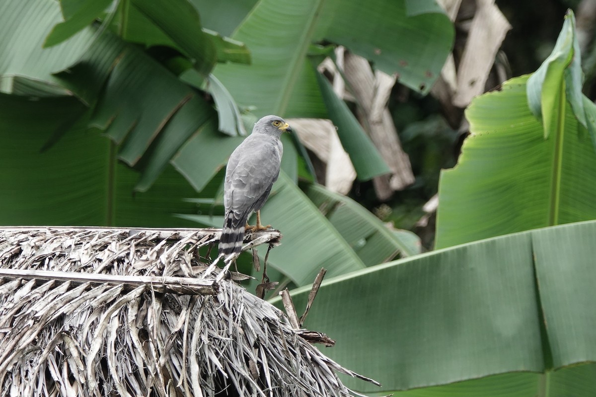 káně krahujová - ML645211647