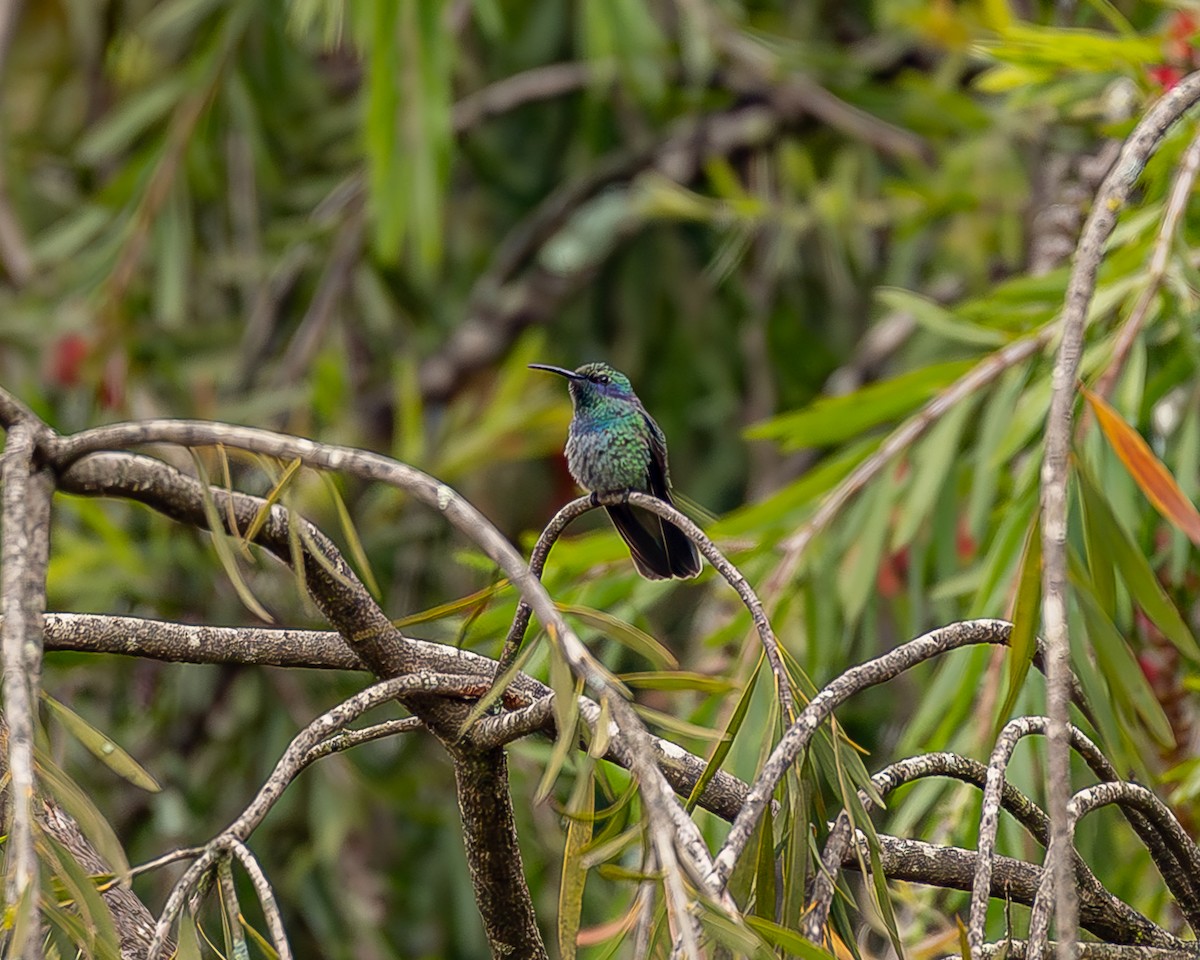 Colibrí Verdemar Mexicano - ML645211651