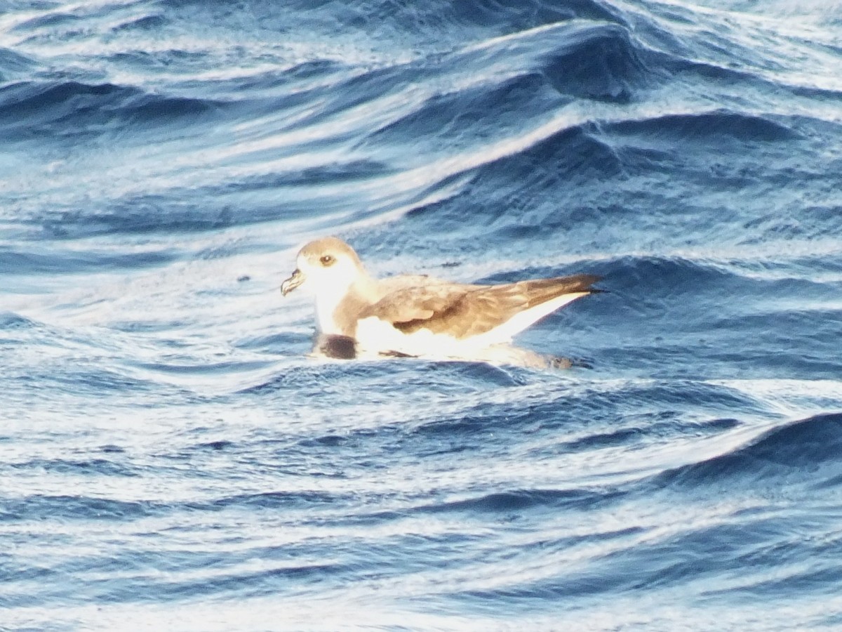 Desertas Petrel - ML645211653