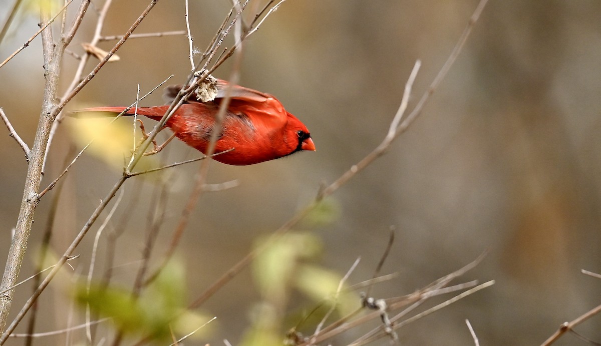 Красный кардинал - ML645211655