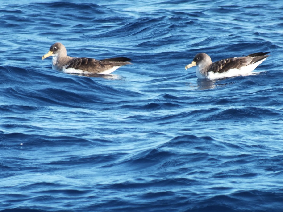 Cory's Shearwater - ML645211659