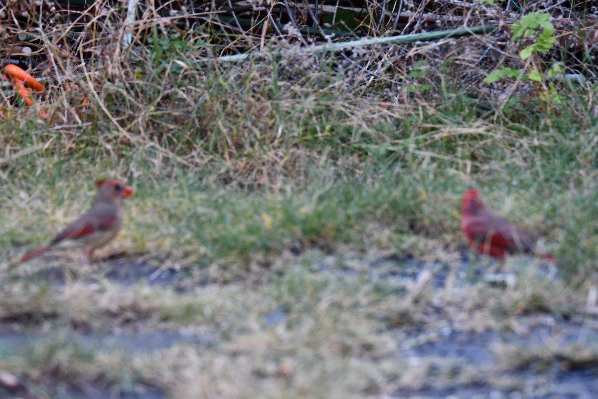 Красный кардинал - ML645211665