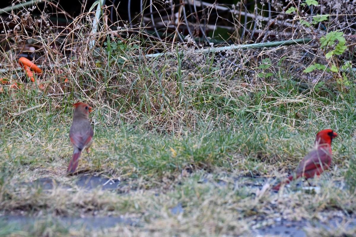 Красный кардинал - ML645211666