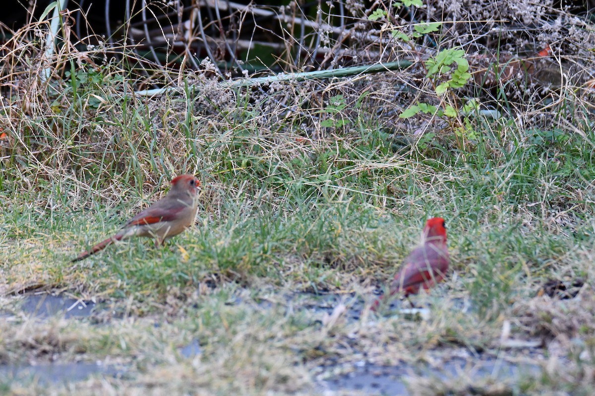 Красный кардинал - ML645211667