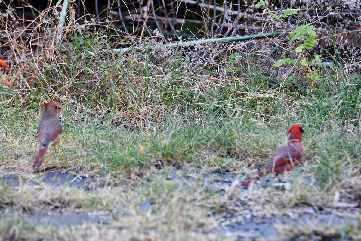 Красный кардинал - ML645211668