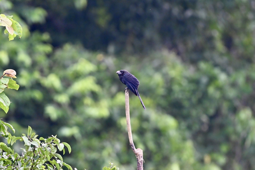 Smooth-billed Ani - ML645211676