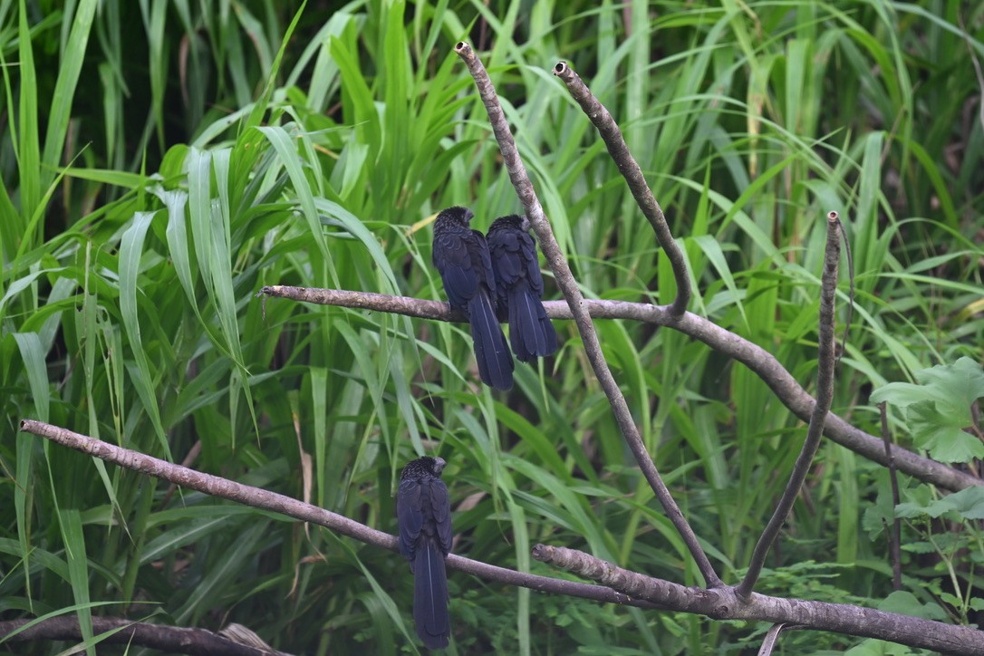 Smooth-billed Ani - ML645211677