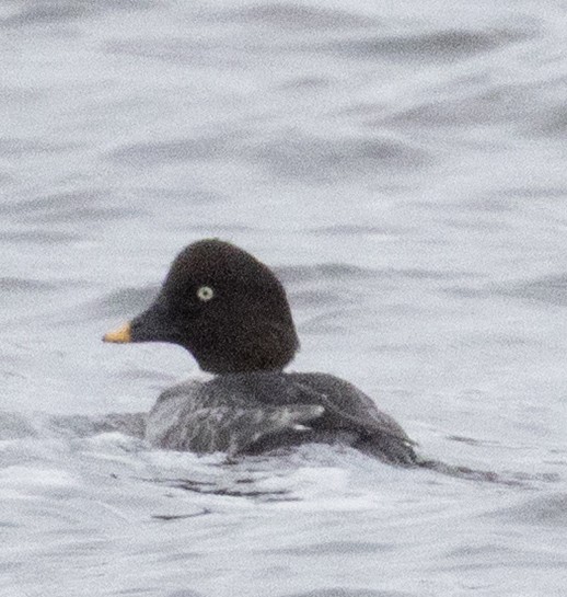 Алаг шунгаач - ML645211679