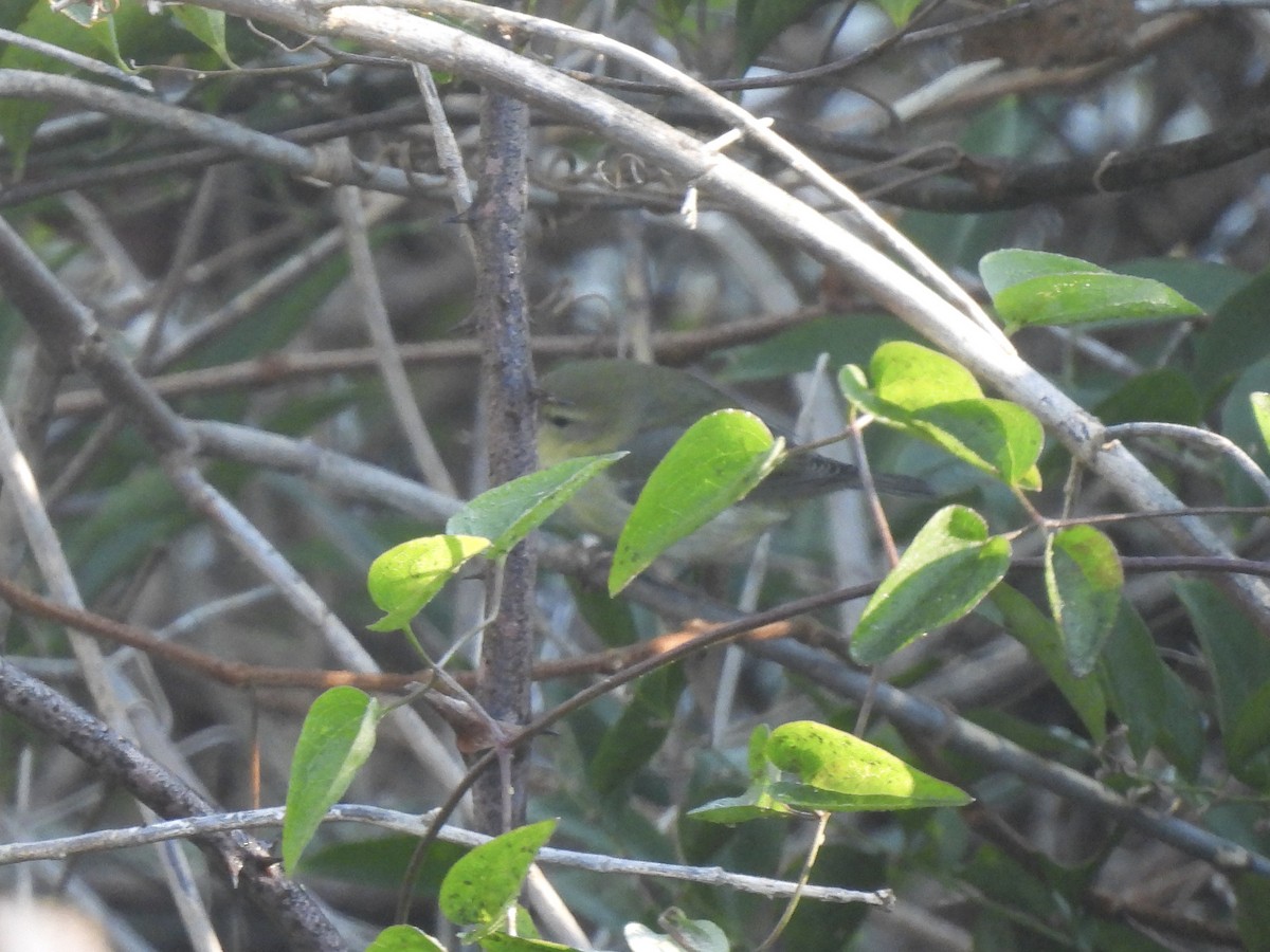 Tennessee Warbler - ML645211680