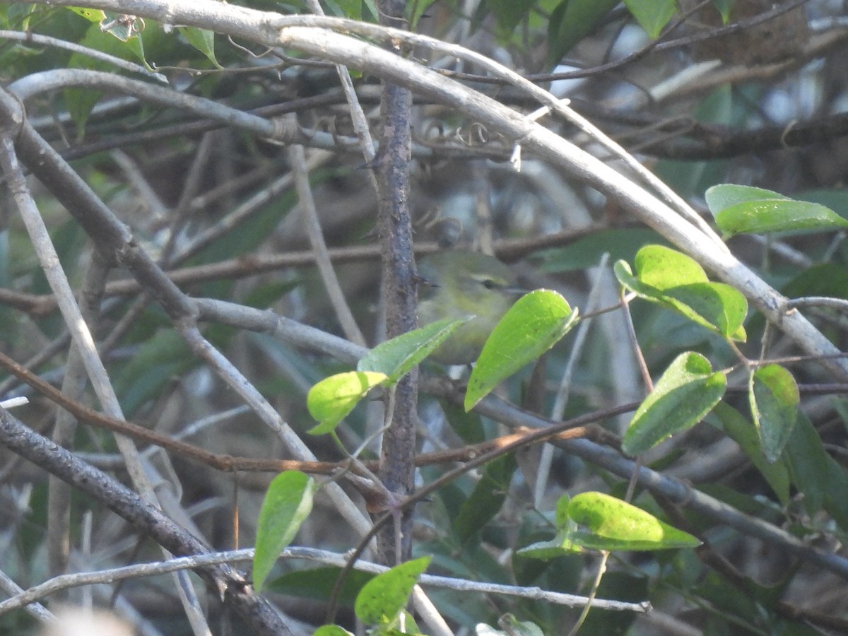 Tennessee Warbler - ML645211681