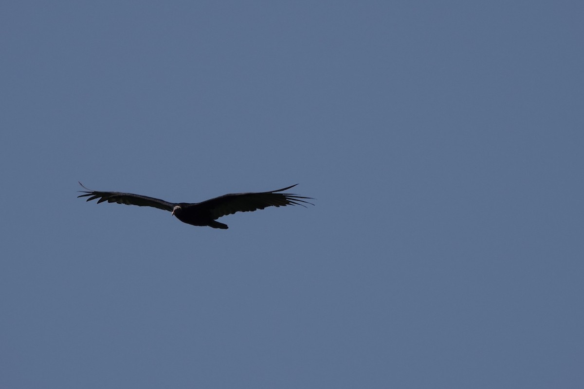 Turkey Vulture - ML645211689