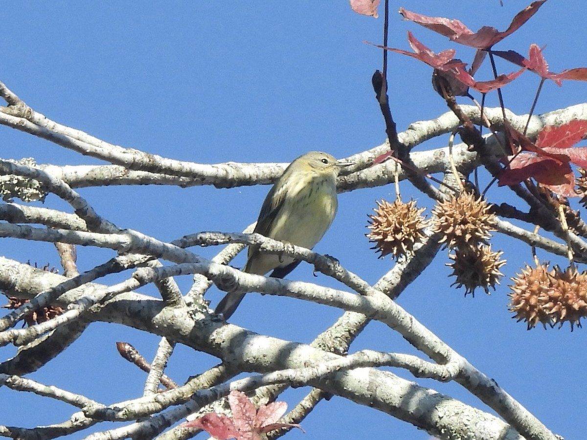 Cape May Warbler - ML645211695