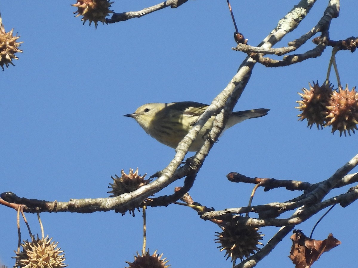 Cape May Warbler - ML645211696