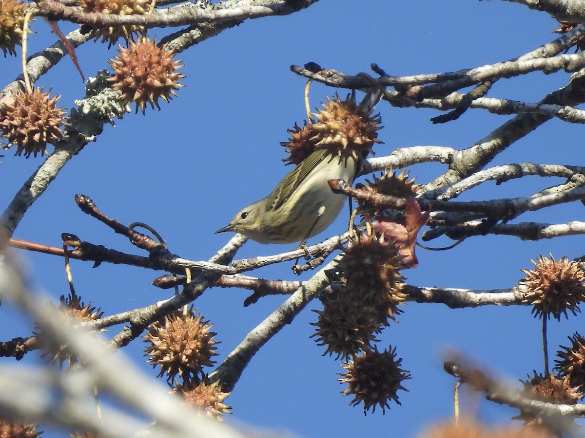 Cape May Warbler - ML645211697