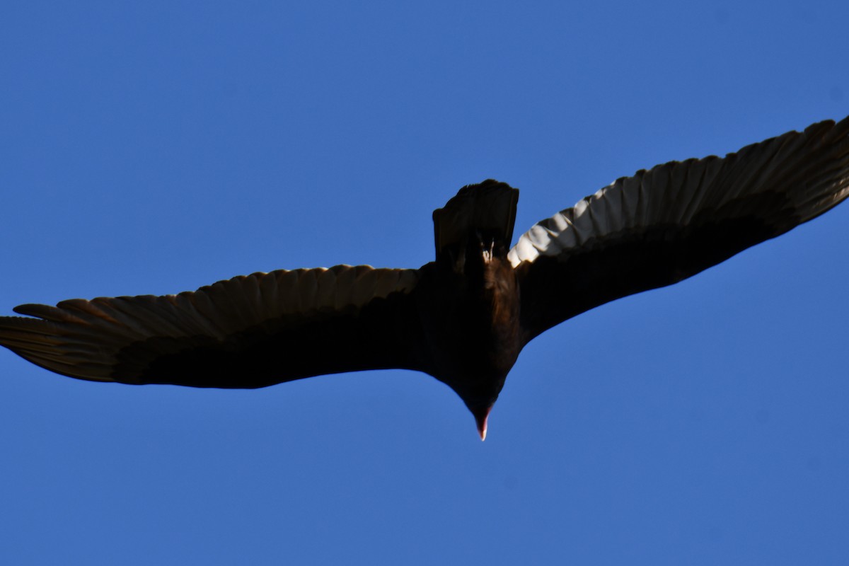 Turkey Vulture - ML645211704