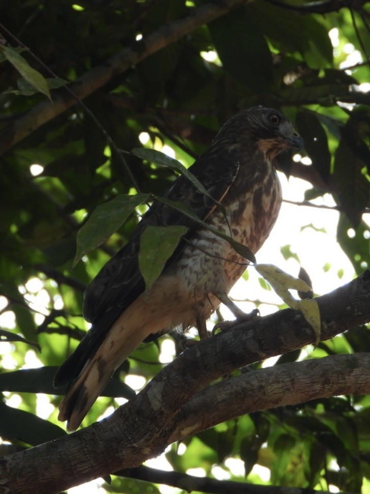 Broad-winged Hawk - ML645211708