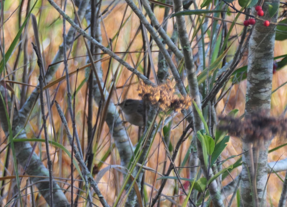Sedge Wren - ML645211720