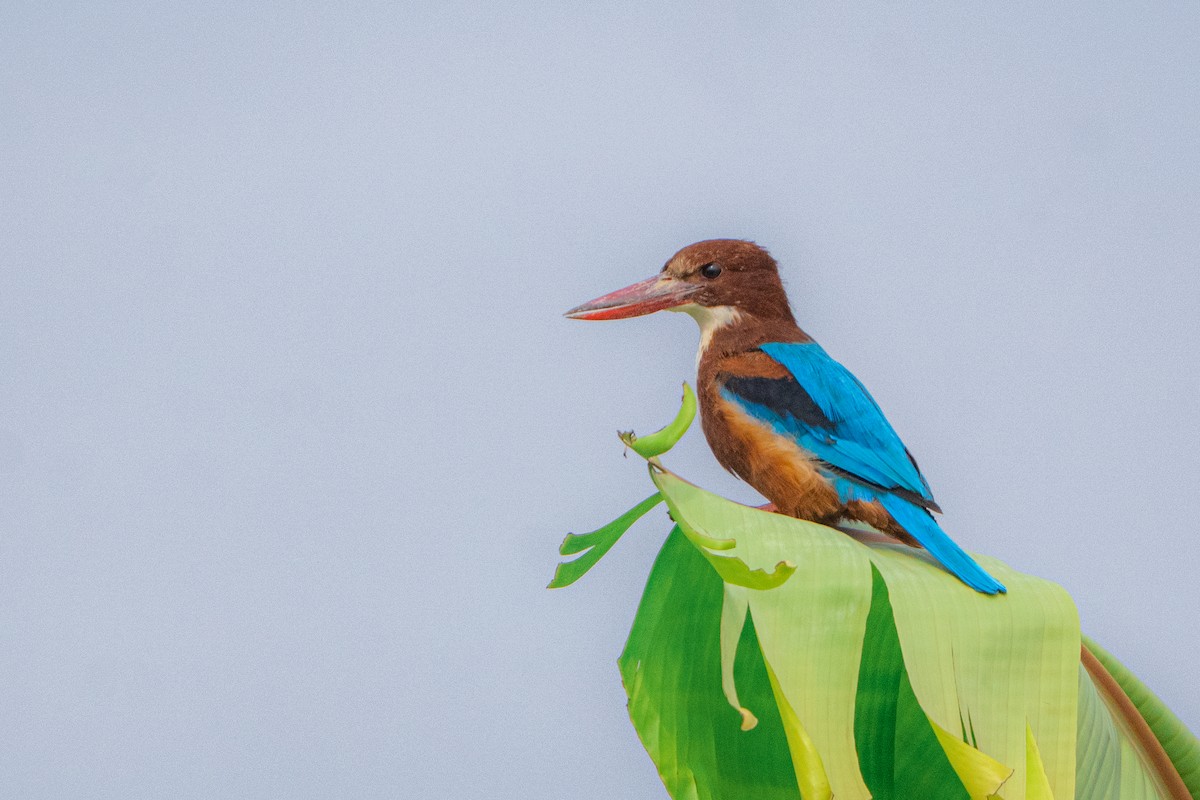 White-throated Kingfisher - ML645211722