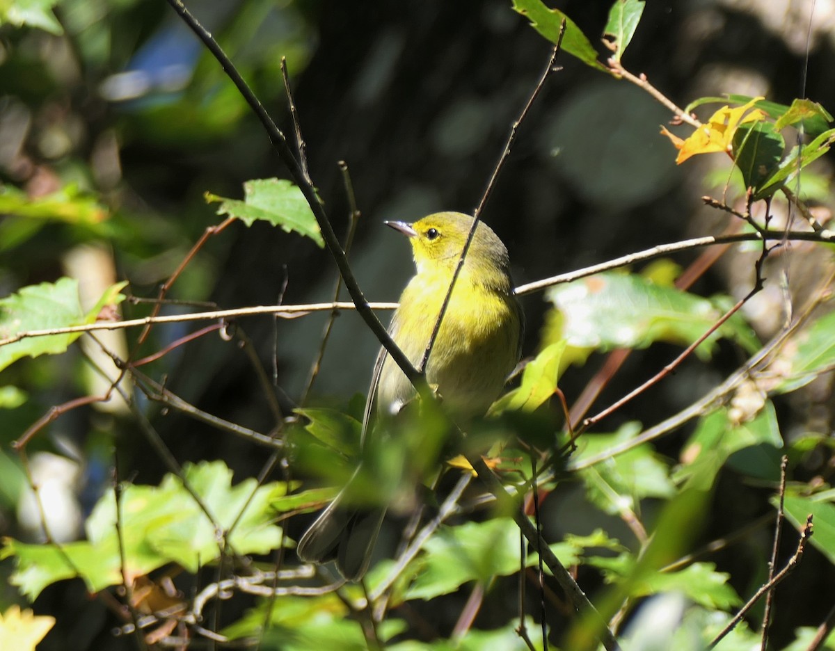 סבכון אורנים - ML645211725