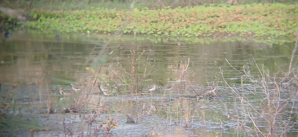 Solitary Sandpiper - ML645211737
