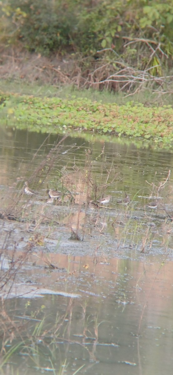 Solitary Sandpiper - ML645211738